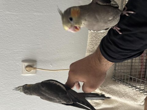 Yeni yeme düşmüş grey sultan papağanı yavrular