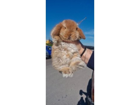 A kalite mini lop tavşanı yavrular