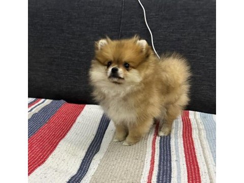 Sağlıklı orijinal pomeranian boo yavrumuz