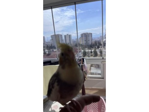 Tek sultan papağanı kafesiyle birlikte sahiplendirilecek