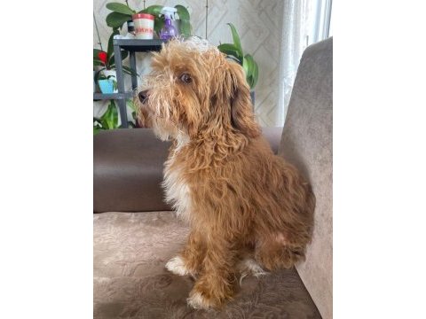 20 mart doğumlu maltipoo 8 aylık erkek