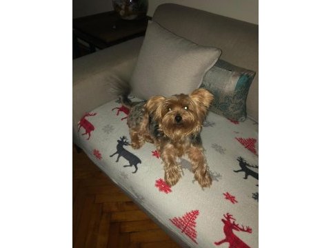 2 yaşında dişi yorkshire terrier