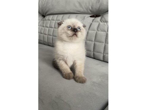 Mavi gözlü a kalite scottish fold