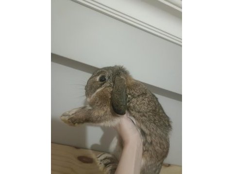 Aguti dişi mini lop tavşan