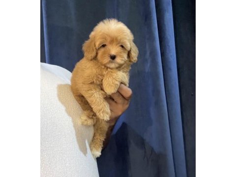Pofidik maltipoo yavruları