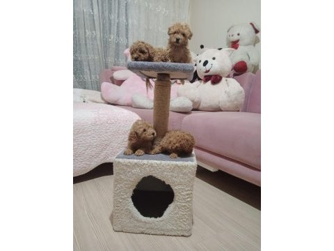 Toy poodle yavrular