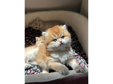 Evinize mini aslan british longhair geliyor golden ny12