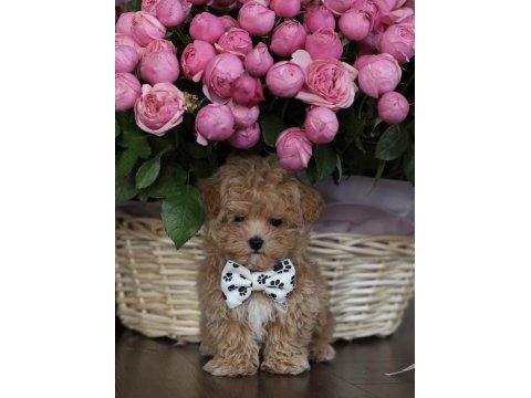 Micro boy aşılı maltipoo (gercek görsel)