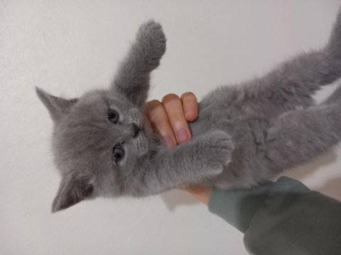 Orijinal bakımlı minik british shorthair dostlar 48 günlük