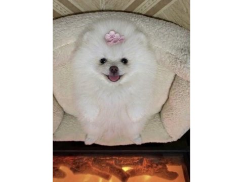 Üst kalite beyaz ve orange pomeranian boo yavrularımız