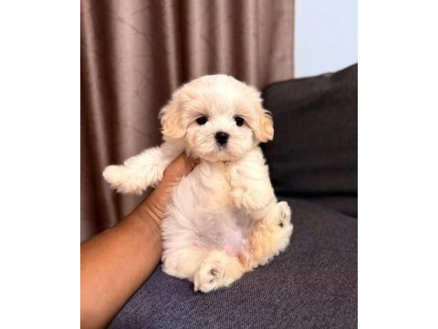 En özel maltipoo yavruları