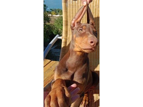 Kızıl asil doberman kardeş yavru 2