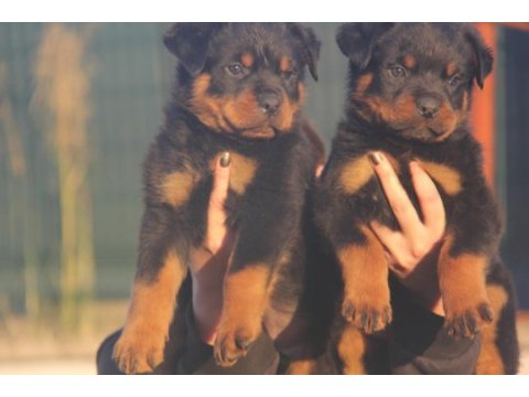 Fci şecereli rottweiler anne baba bebeklerimiz