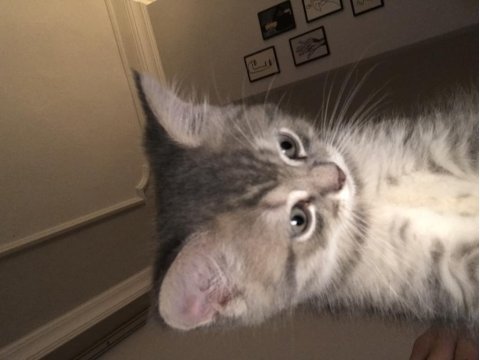 British shorthair 2 aylık erkek