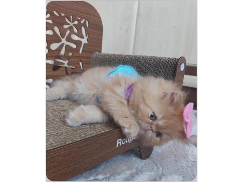İran exotic longhair bebekler