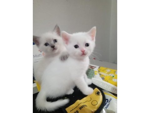 Sevimli ve oyuncu minnoş kediler