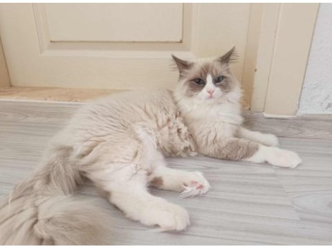 Dost canlısı ragdoll kedimiz
