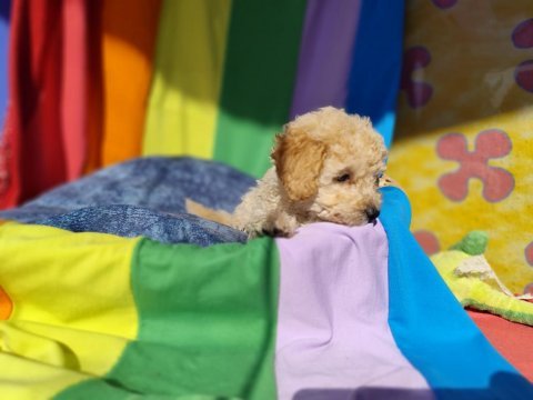 İnanılmaz güzellikte maltipoo yavrular