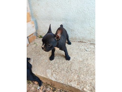 French bulldog yavrum