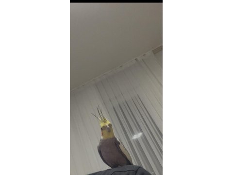 Susmak bilmeyen 1 yaşında ele alışık sultan papağanı