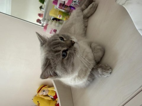 Dişi british shorthair