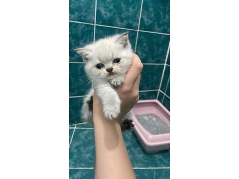 1,5 aylık erkek yavru kediler