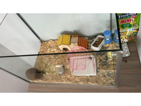 Akvaryumlu suriye hamster