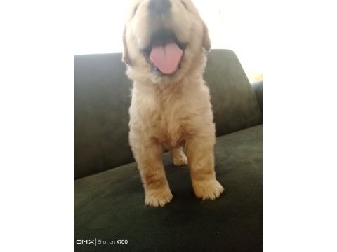 Baby face golden retriever yavrumuz