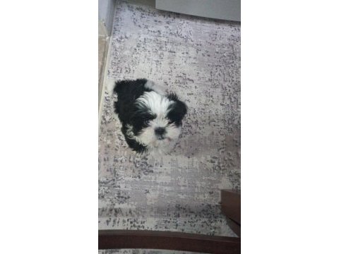 3 aylık shih tzu eğitimli aşılı erkek yavru