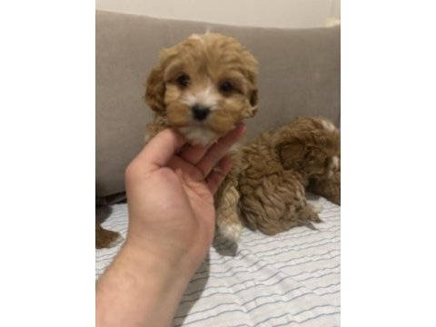 2 aylık dünya tatlısı maltipoo yavrusu