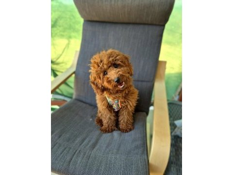 6 aylık dişi poodle