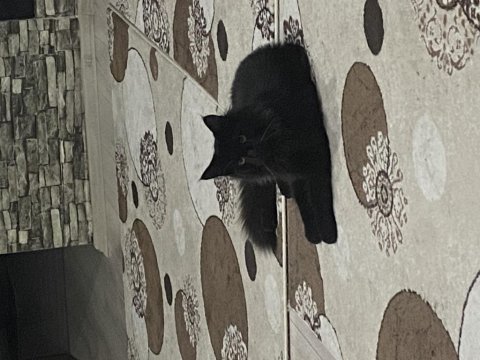 Koca maine coon bebekler