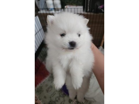Pomeranian kaçmayacak fırsat