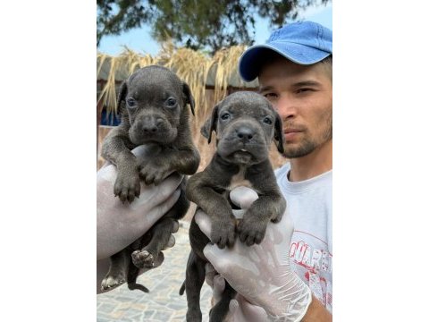 Cane corso yavrularımız
