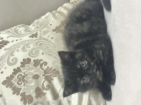 British shorthair 2 aylık erkek