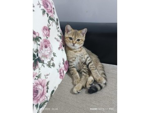 Biritish kedi