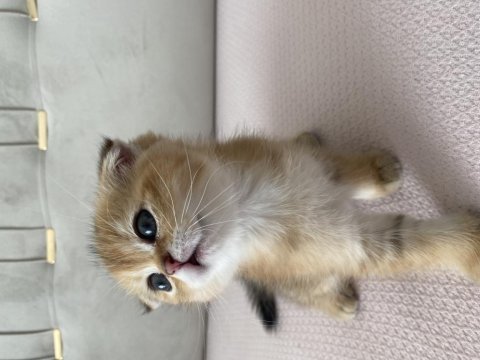 Muhteşem renk de black golden scottish fold