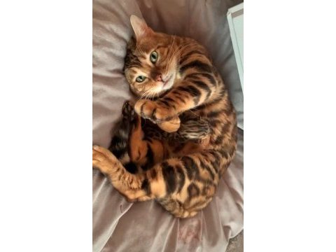 Erkek bengal kedisi yavru