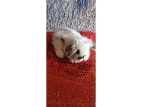 Teddy lop tavşanı yavrular sütten kesilmiş durumda