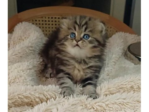 Anne altından veteriner kontrollü bebek kediler