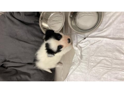 2 aylık dişi border collie