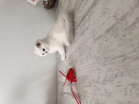 Safkan british shorthair