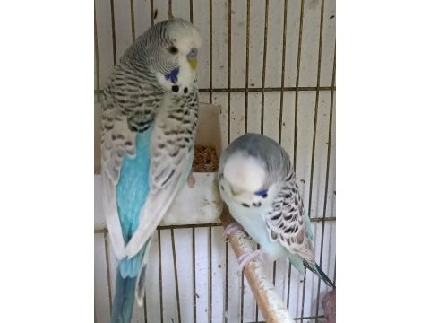 Silver teksas jumbo çift muhabbet kuşu