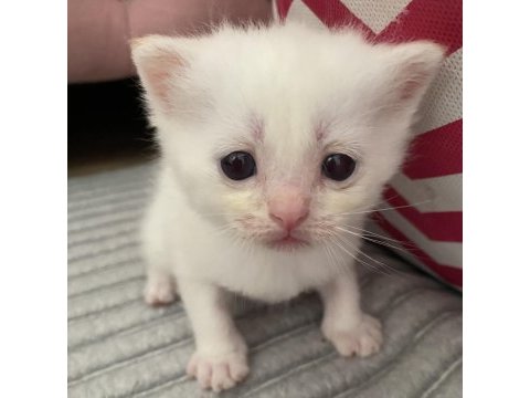 Safkan british shorthair dişi yavru yeni yuvasını arıyor