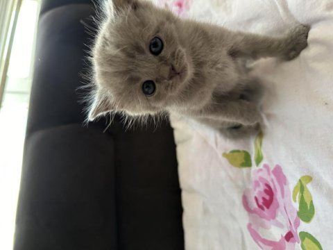 1 aylık nadir renk british longhair bebişler