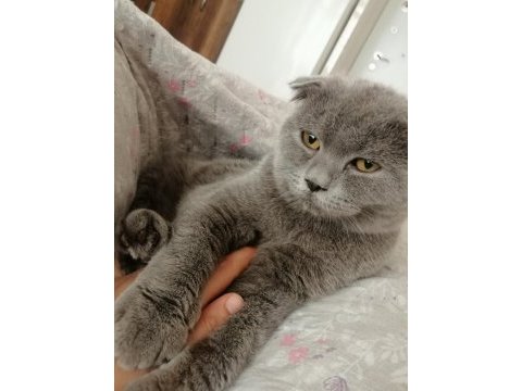 1 yaşında dişi scottish fold kedimiz