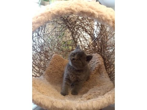 Koca kafalı british shorthair yavrular ayı suratlar