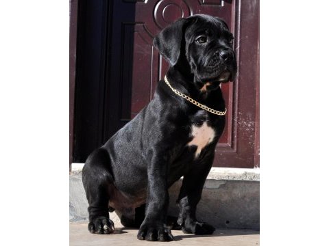 Şecere belgeli ırk ve sağlık garantili cane corso yavrular