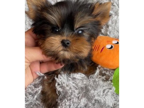 Teacup yorkshire terrier bebekler antalya