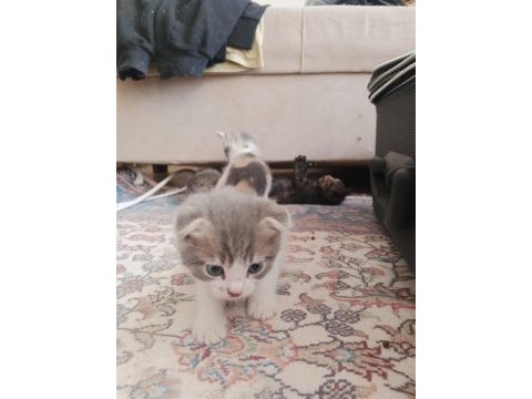 Yavru kedilere yuva aranıyor